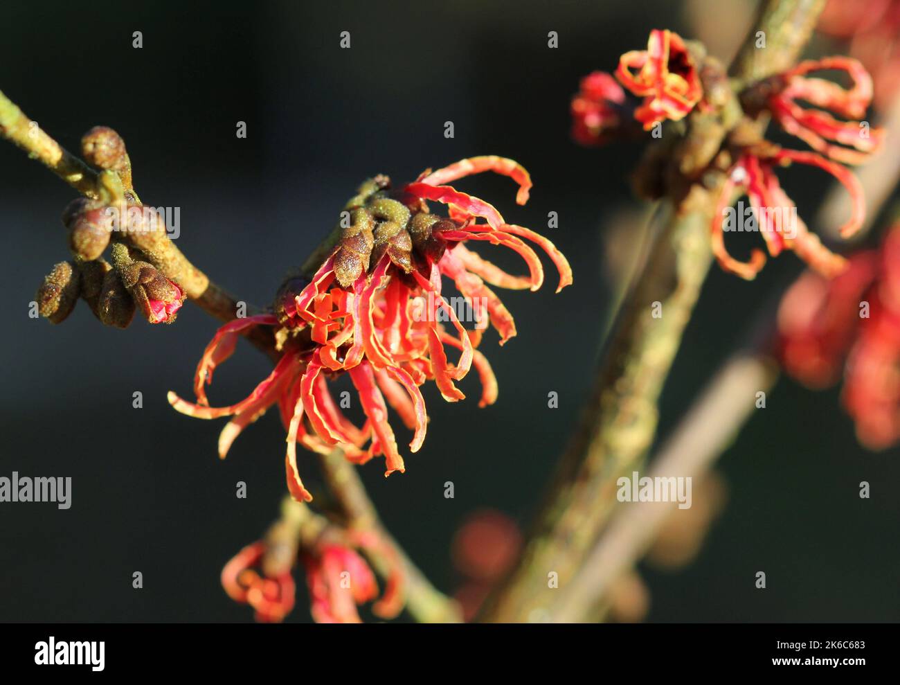 Rosso Witch-Hazel, Hamamelis Intermedia 'Ruby Glow' fiori in inverno Foto Stock