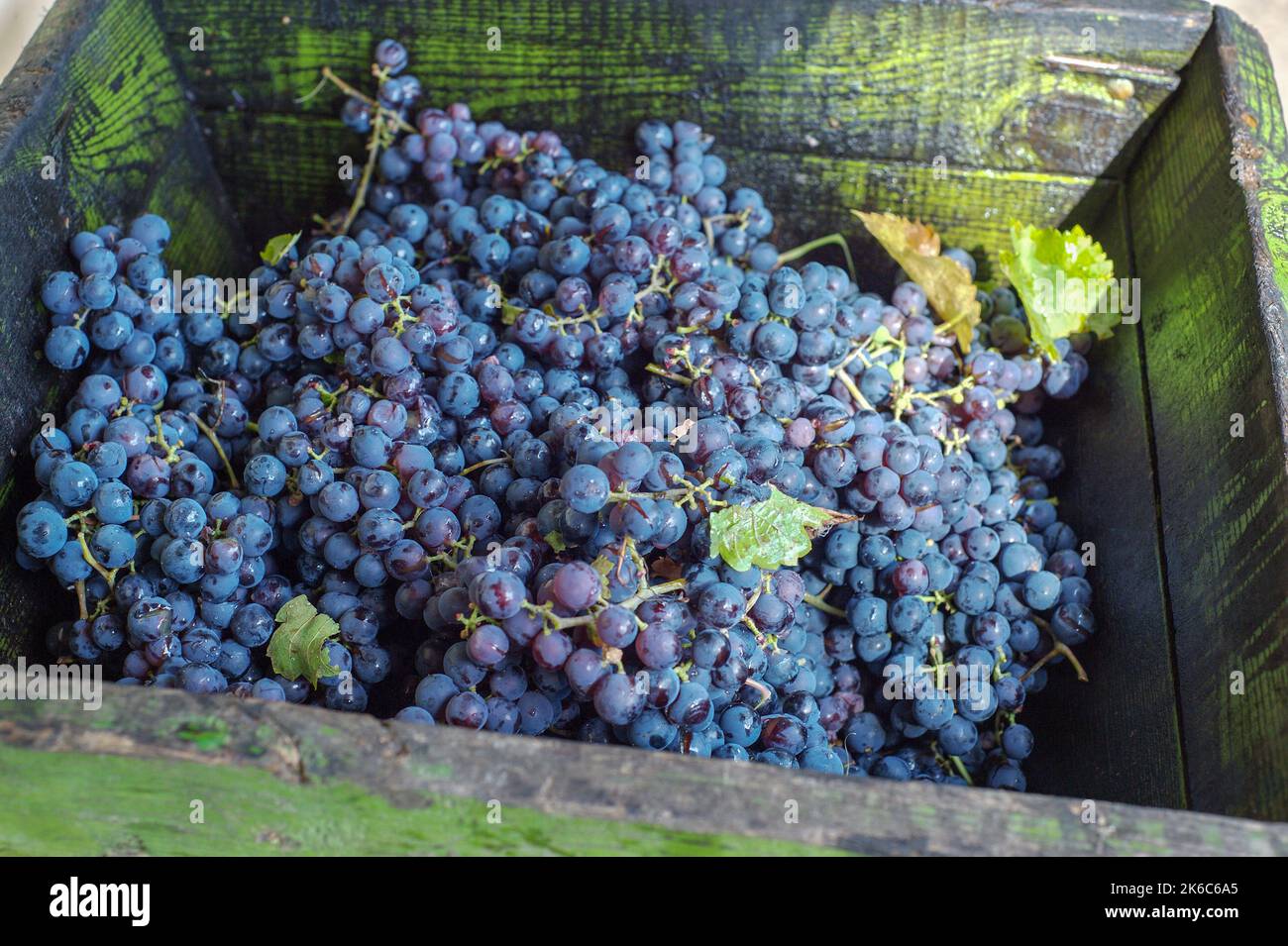 Contenitore con uve durante la vendemmia, uve raccolte in scatole pronte per essere pigiate. Foto Stock