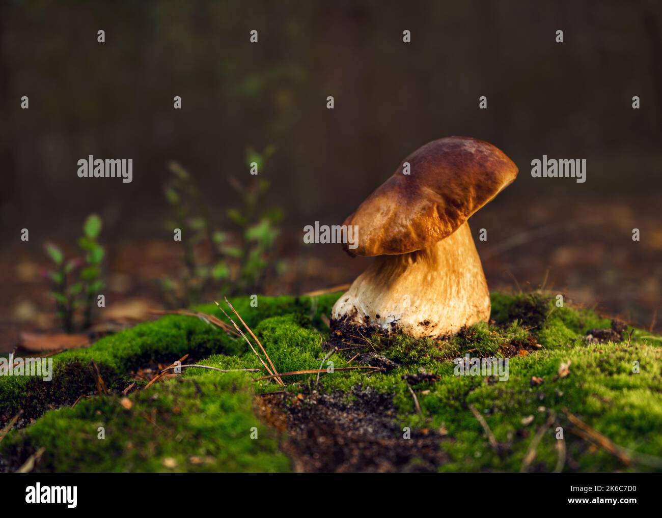 Bianco fungo commestibile dopo la pioggia in una glade foresta in autunno. Foto Stock