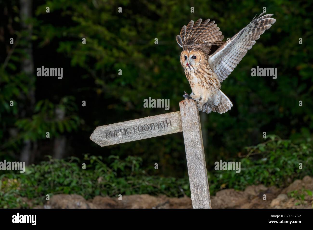 Tawny Owl-Strix aluco si nutre di mouse. Foto Stock