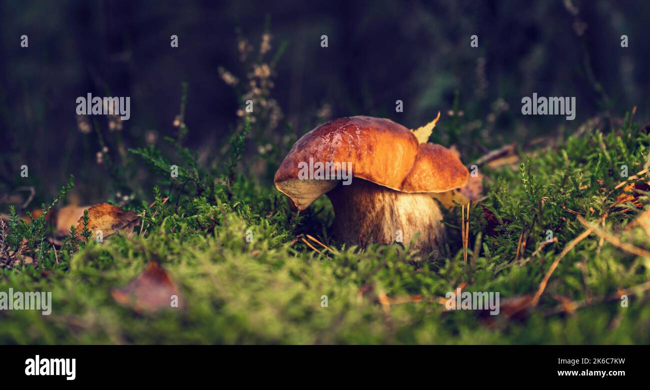 Bianco fungo commestibile dopo la pioggia in una glade foresta in autunno. Foto Stock