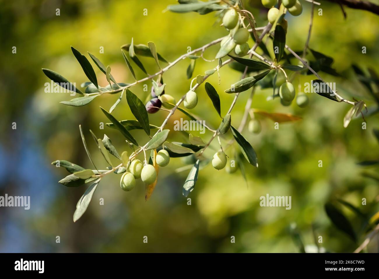 Primo piano di olive verdi sul ramo di un ulivo a Belvedere Fogliense nelle Marche Foto Stock