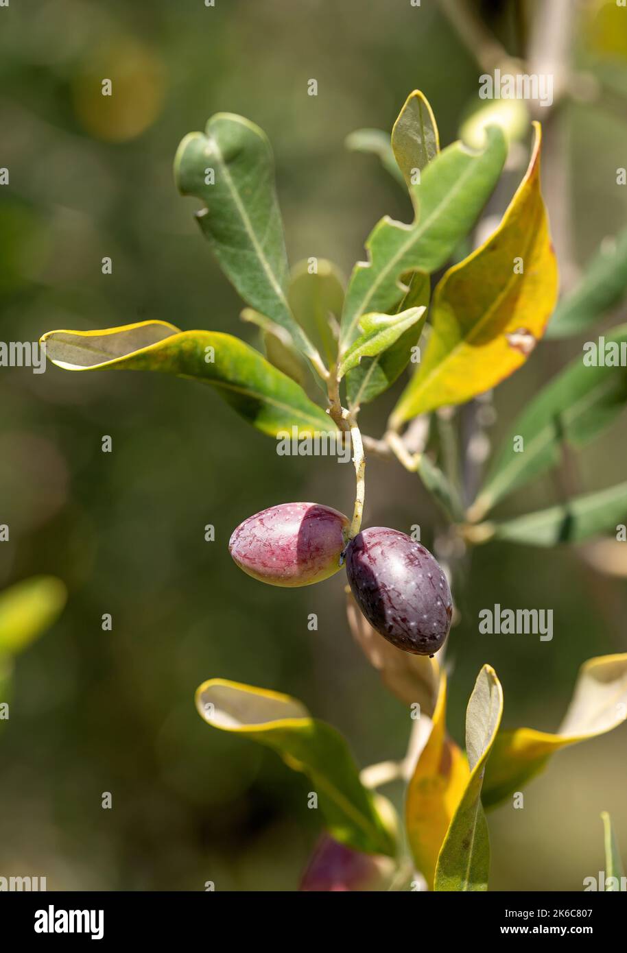 Primo piano di olive nere sul ramo di un ulivo a Belvedere Fogliense nelle Marche Foto Stock