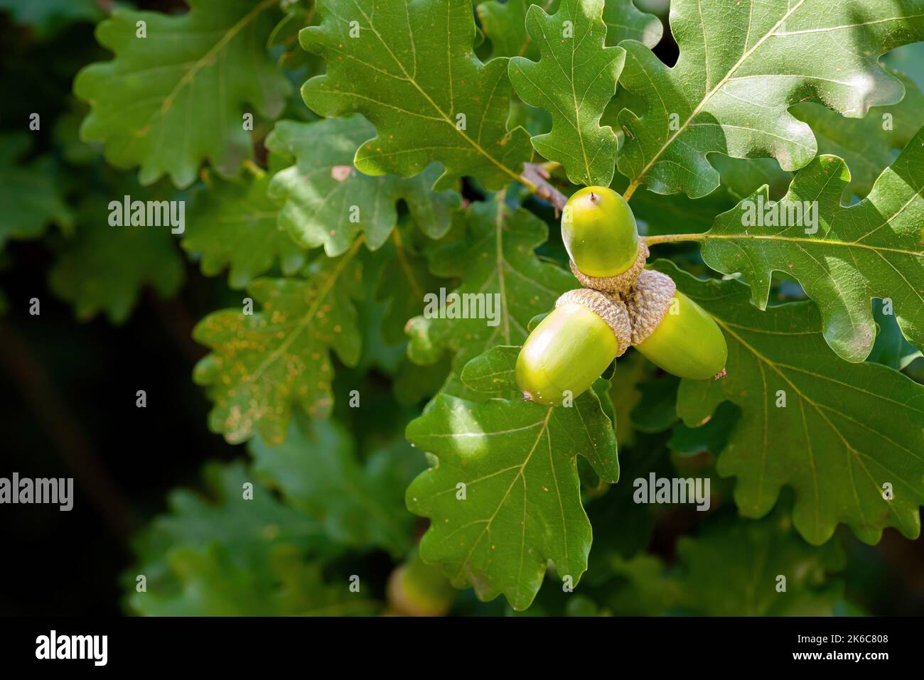 Macro di verde acorn su un verde quercia sotto il caldo sole estivo Foto Stock