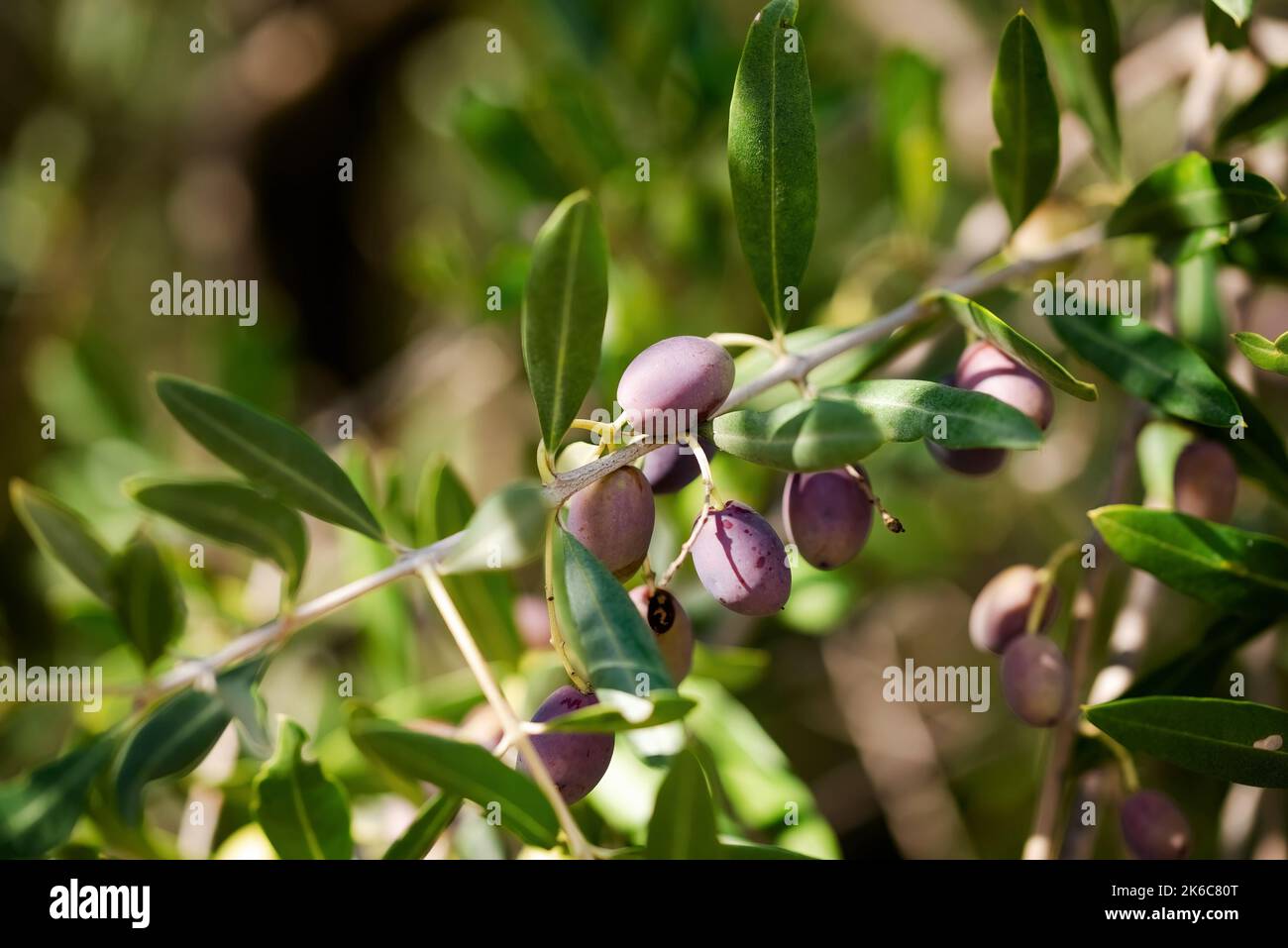 Primo piano di olive nere sul ramo di un ulivo a Belvedere Fogliense nelle Marche Foto Stock