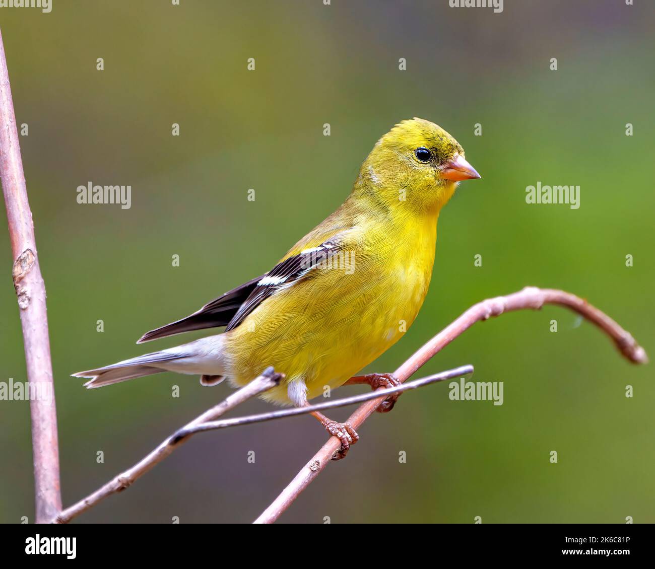 Vista del profilo di American Goldfinch, appollaiata su un ramo con uno sfondo sfocato nel suo ambiente e habitat e con un piumaggio giallo Foto Stock