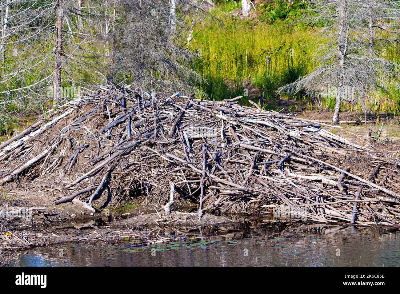 Beaver Lodge mostra l'ingresso del Beaver in estate e un mucchio di cache di rifornimento di cibo. Foto Stock