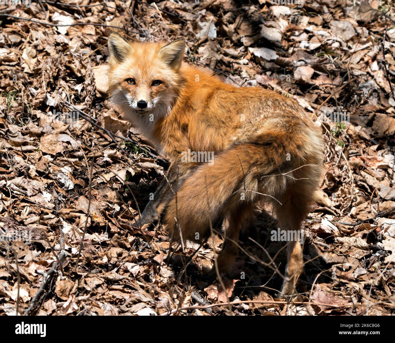 Vista del profilo della volpe rossa in primo piano nella stagione primaverile con la coda della volpe, la pelliccia, nel suo habitat con uno sfondo marrone sfocato delle foglie. Immagine Fox. Foto Stock