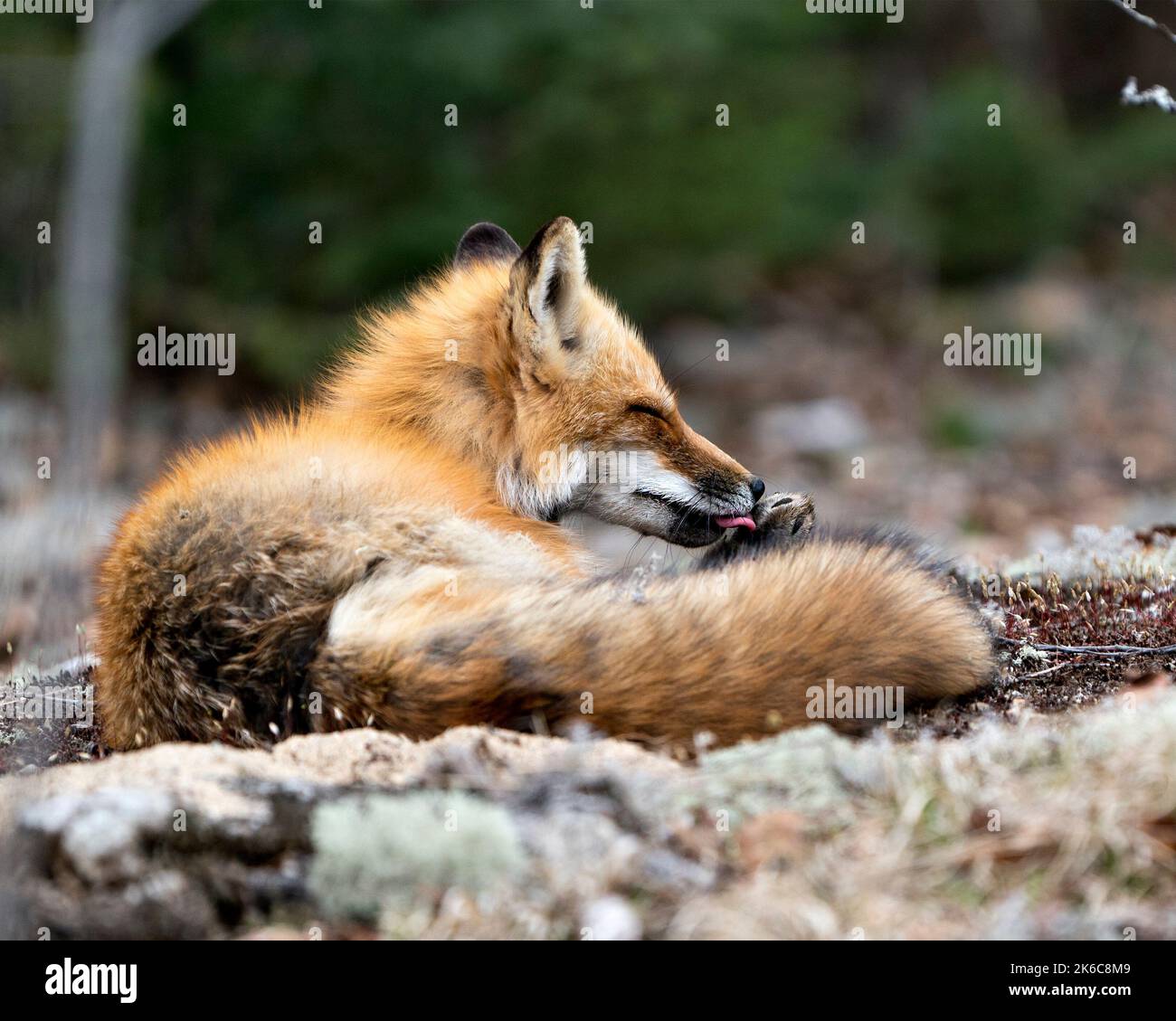 Zampa di pulizia della volpe rossa in primavera che mostra la coda della volpe, la pelliccia, nel suo ambiente e habitat con uno sfondo sfocato. Immagine Fox. Immagine. Verticale. Foto Stock