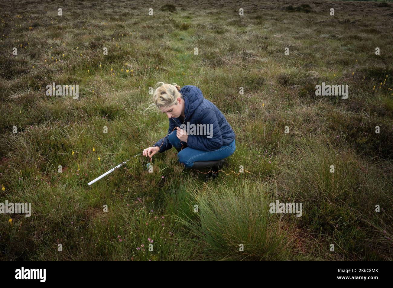 Un dipendente dell'IPCC irlandese sta mappando un pezzo di boogland. Si tratta di una zona di torba scavata vicino a Lullymore West Bog.E. Foto Stock