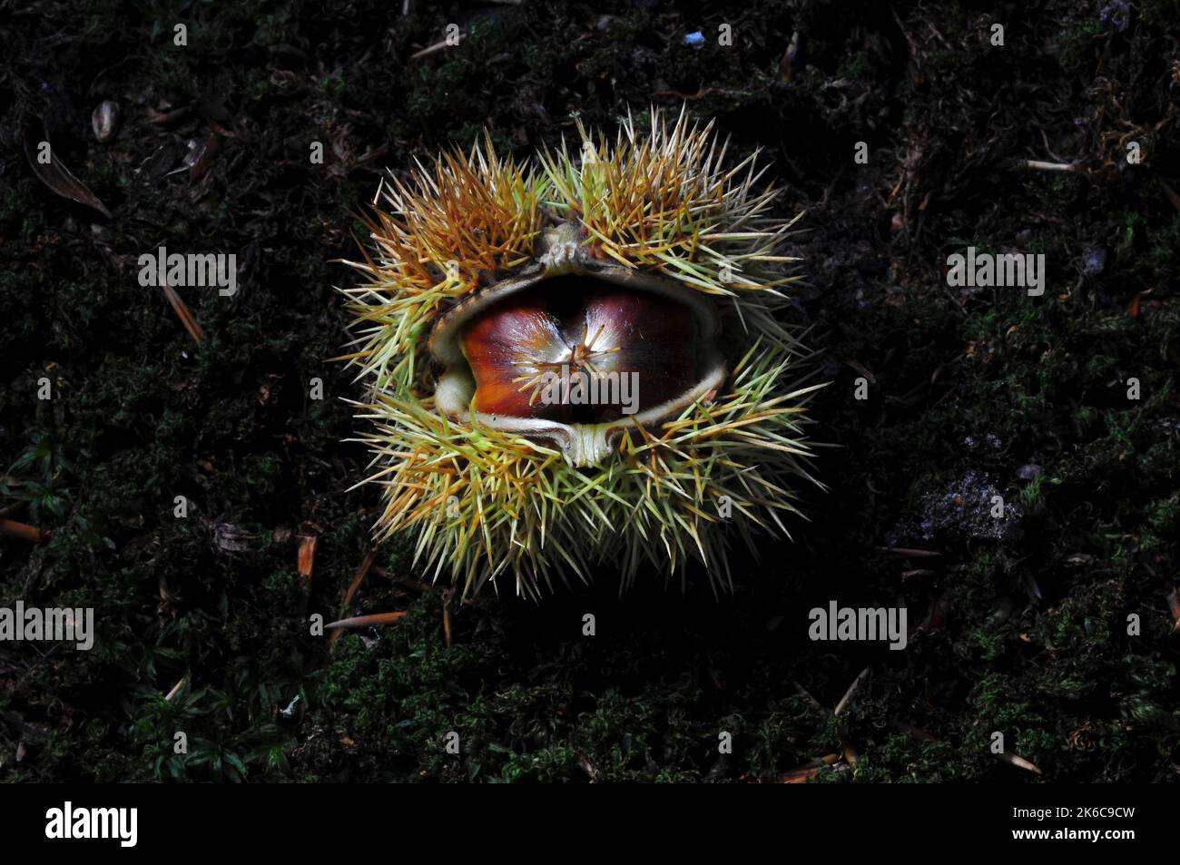 frutti di castagno dolci caduti o noci Foto Stock