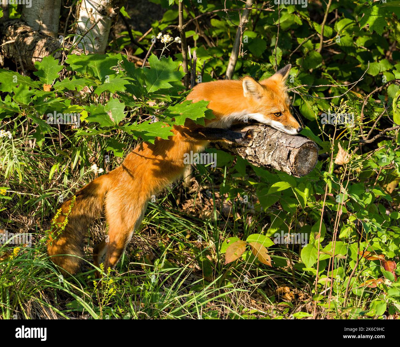 Red Fox arrampicata su un tronco e crogiolarsi nella luce del sole tarda sera nel suo ambiente e habitat circostante con uno sfondo fogliare e in primo piano. Foto Stock