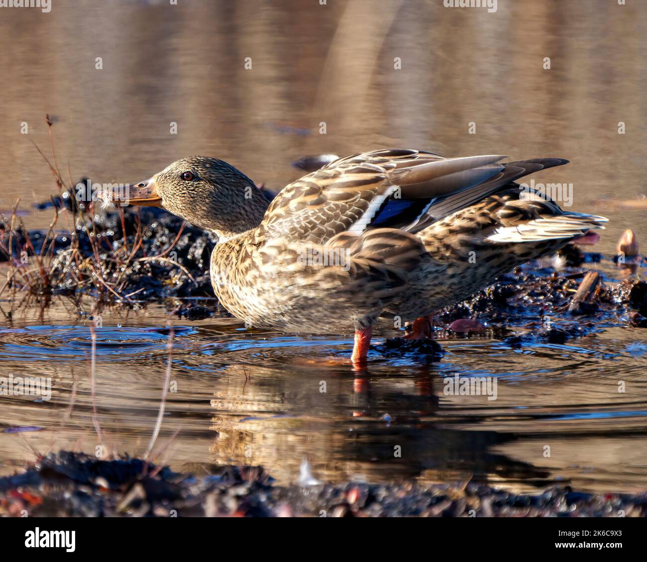 Anatra in piedi in acqua con riflessione e spargere ali nel suo ambiente e habitat circostante con sfondo sfocato acqua. Verticale. Immagine. Foto Stock