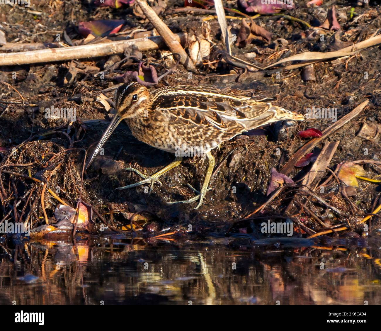 Uccelli Sandpiper per il cibo presso la riva dell'acqua in una palude con giglio d'acqua e fango con uno sfondo sfocato nel suo ambiente e habitat. Foto Stock