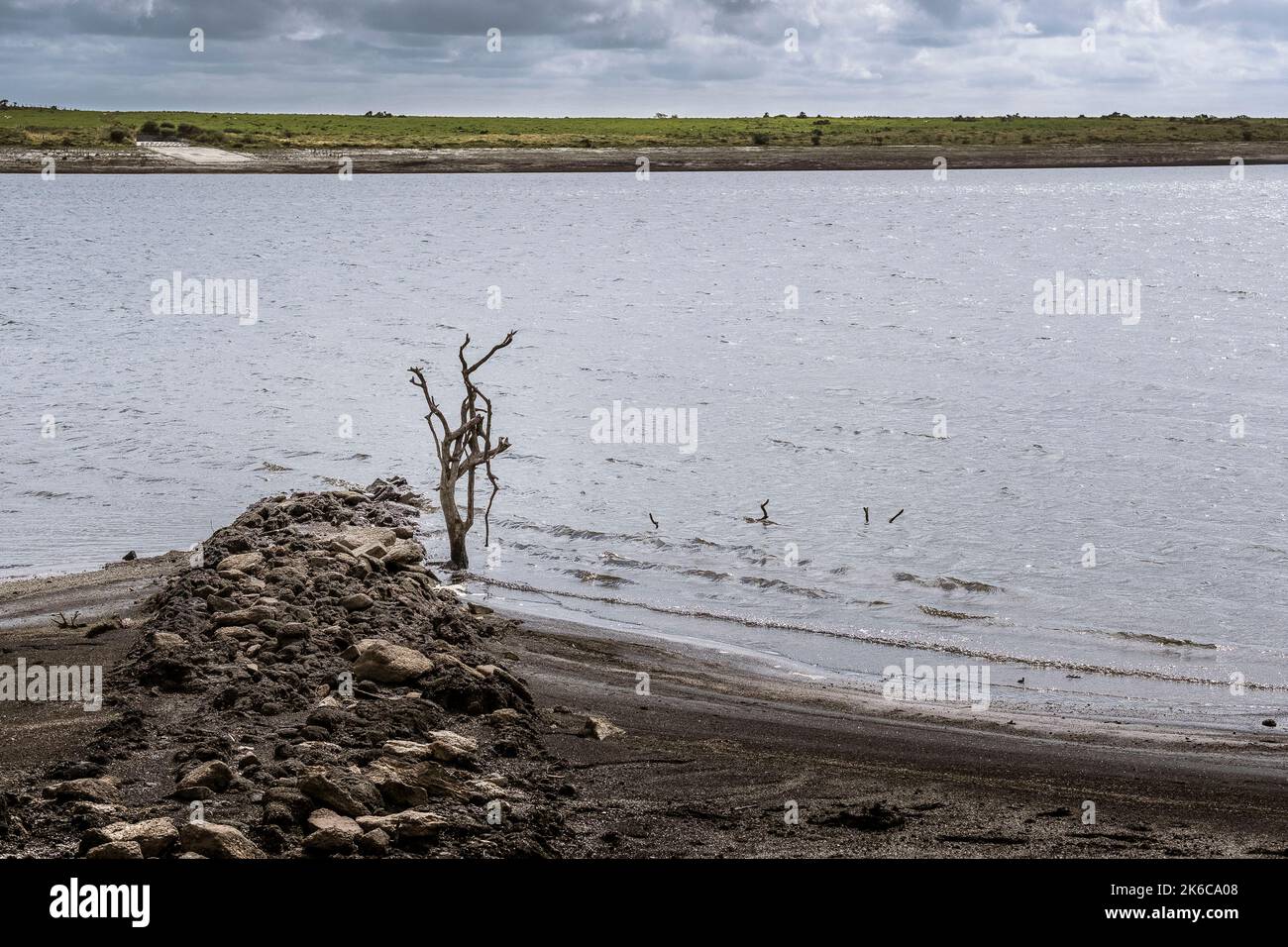 I resti di un albero morto e di una vecchia Cornish Hedge esposti dal calo dei livelli di acqua causato da condizioni di siccità grave a Colliford Lake Reservoir on Foto Stock
