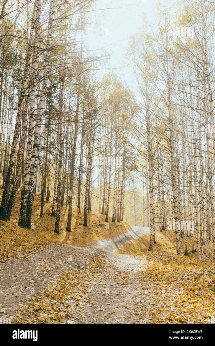 Autunno boschetto di betulle Foto Stock