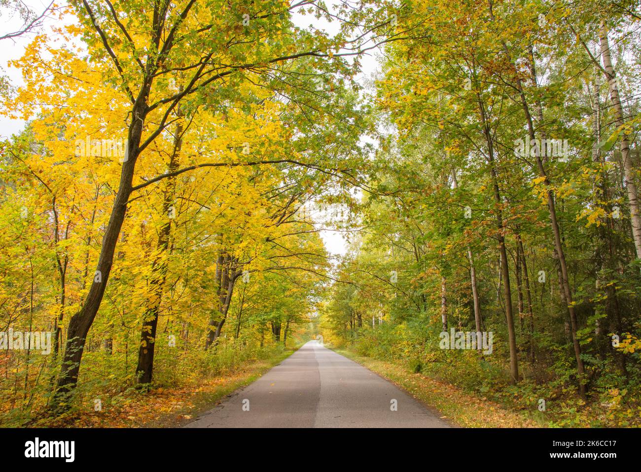 Autunno foresta ai raggi del sole e la strada in colori autunnali. Foto Stock