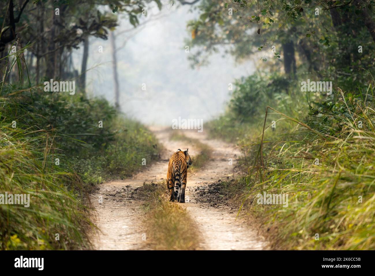 Una tigre bengala che cammina su una strada sterrata nel Parco Nazionale di Chitwan in Nepal in una calda giornata umida. Foto Stock