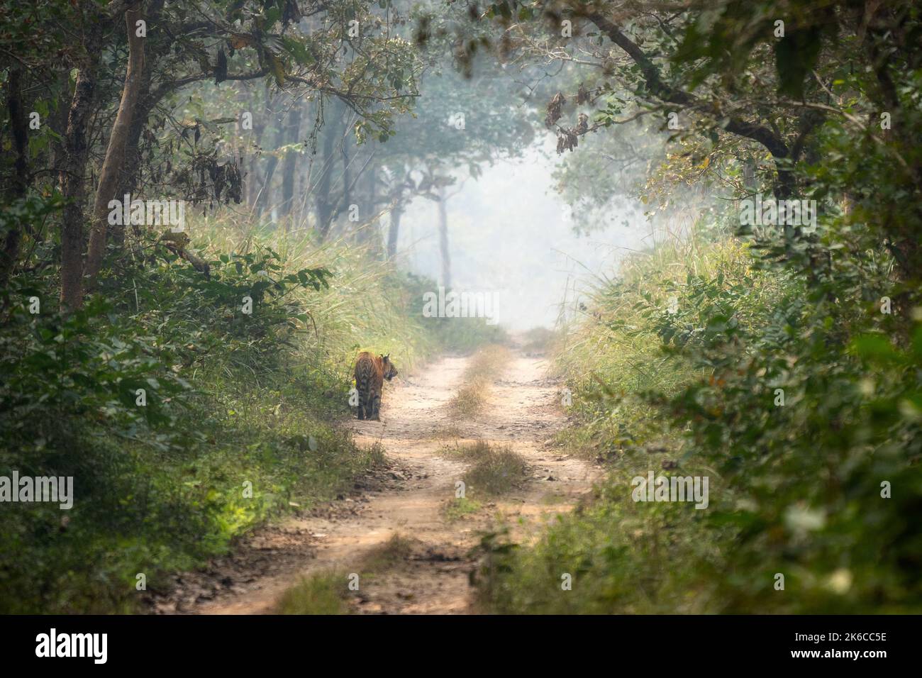 Una tigre bengala che cammina su una strada sterrata nel Parco Nazionale di Chitwan in Nepal in una calda giornata umida. Foto Stock