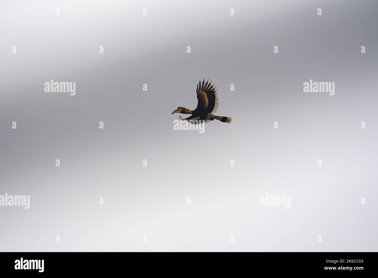 Un grande disegno di legge del cavallo in volo contro un cielo grigio. Foto Stock