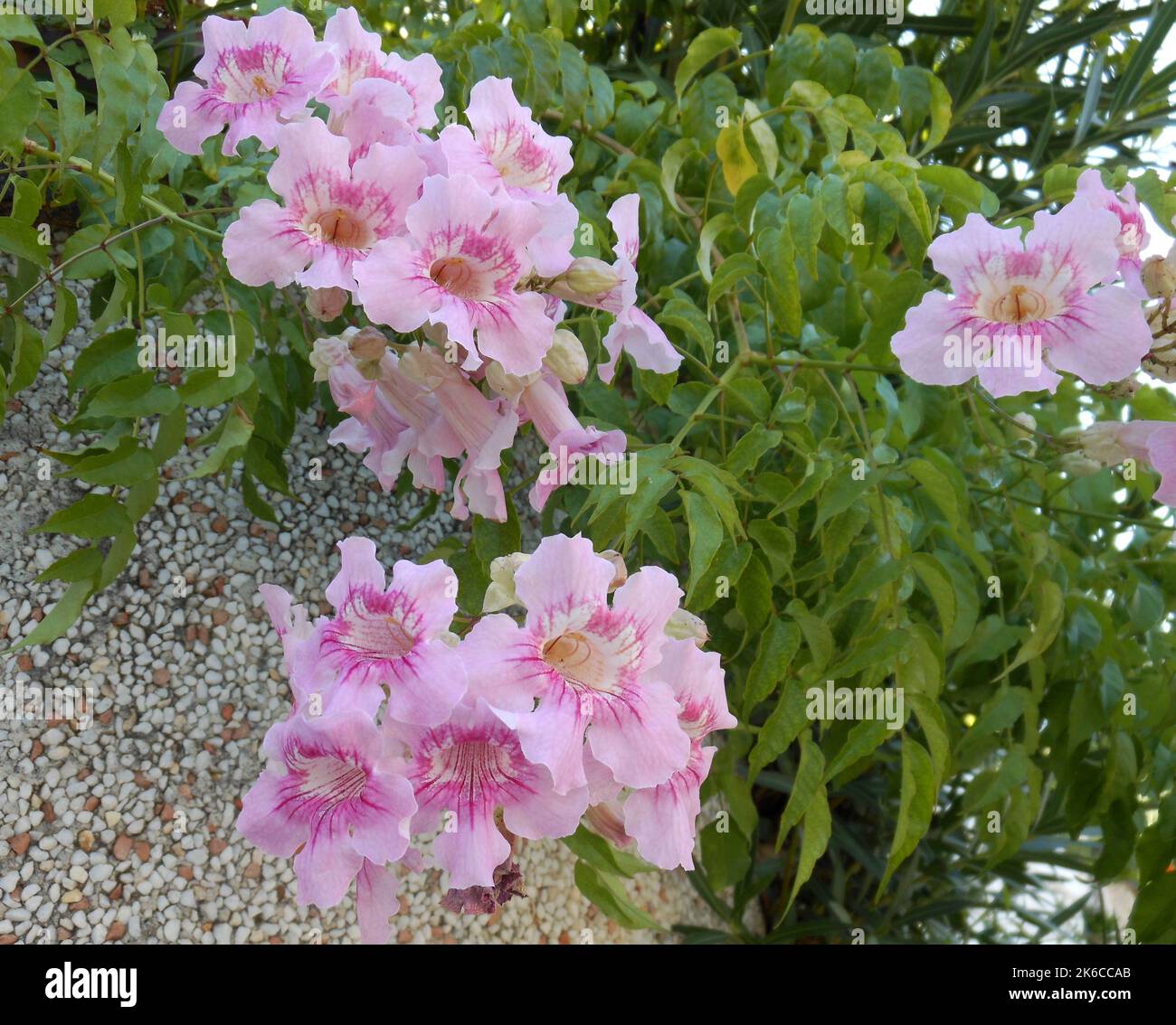 Bouquet di podranea ricasoliana o fiori rosa bignonia Foto Stock