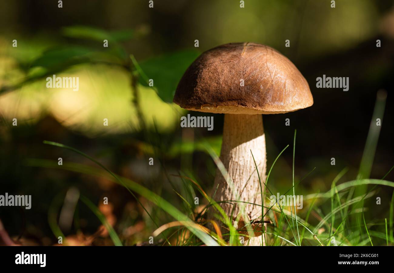 Vista ravvicinata di un magnifico Boletus reticulatus (o Boletus aestivalis), comunemente noto come cep estivo, che cresce in un sottobosco. Foto Stock