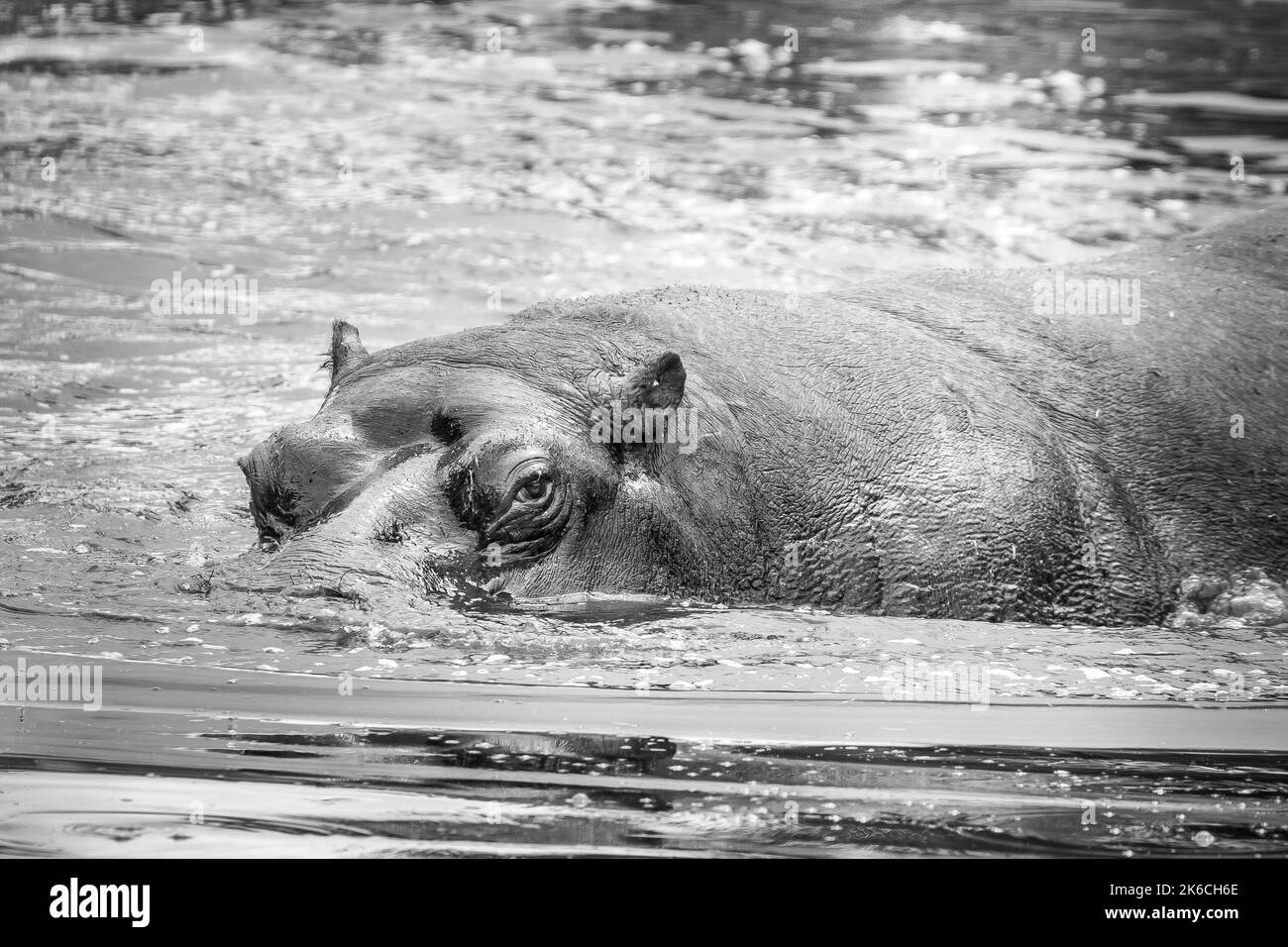 Ippopotamo bianco e nero in acqua Foto Stock