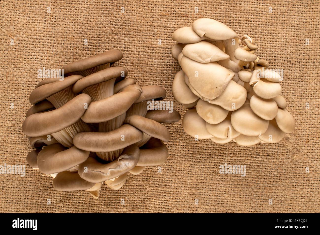 Funghi biologici freschi su tela di iuta, macro, vista dall'alto. Foto Stock