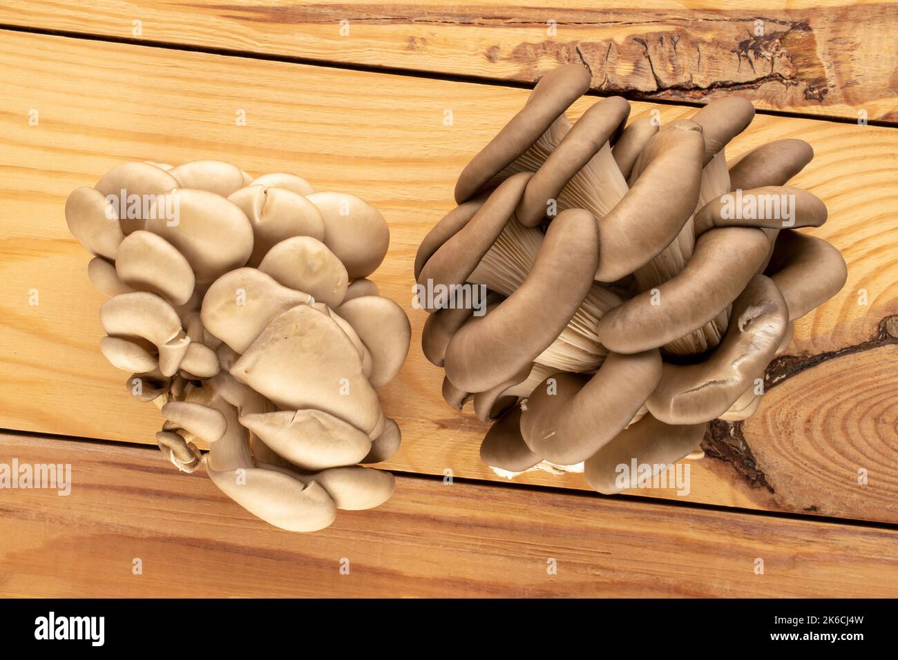 Funghi biologici freschi su un tavolo di legno, macro, vista dall'alto. Foto Stock