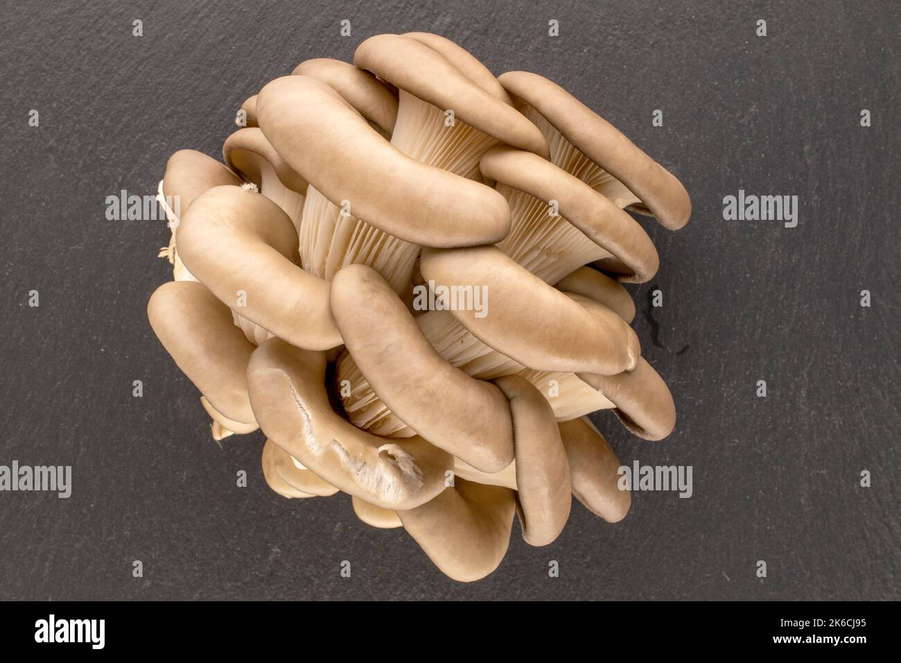 Funghi di ostrica freschi biologici su pietra ardesia, macro, vista dall'alto. Foto Stock