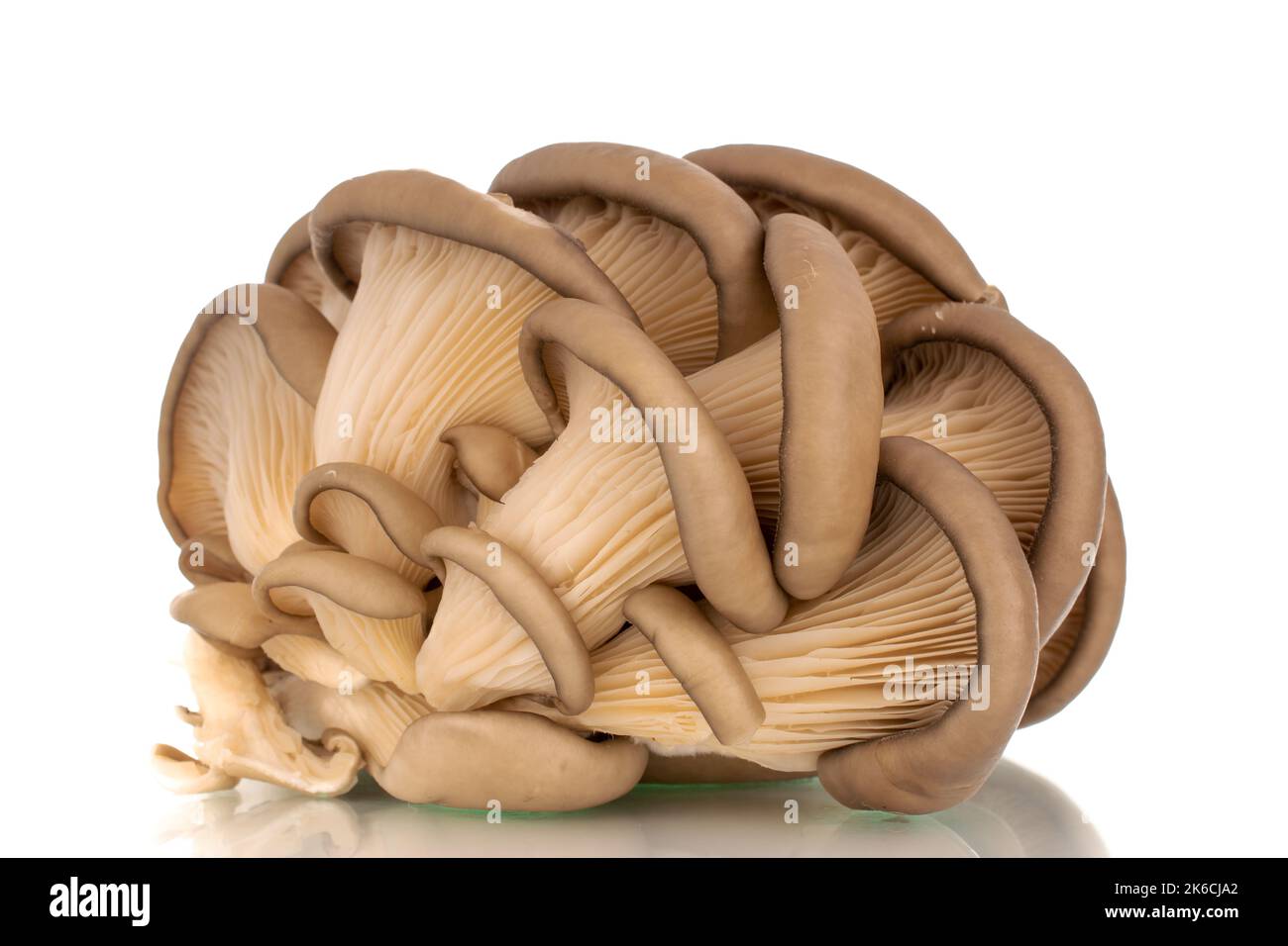 Funghi porcini freschi biologici, macro, isolati su fondo bianco. Foto Stock