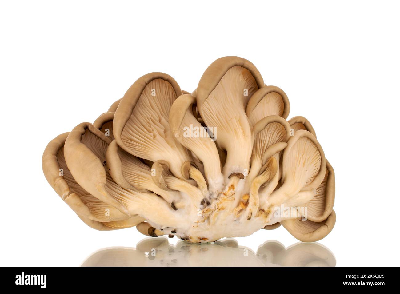 Funghi porcini freschi biologici, macro, isolati su fondo bianco. Foto Stock