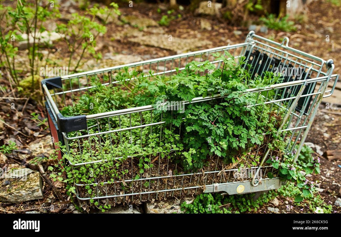 Il carrello della spesa con verdure di stagione in crescita illustra la sostenibilità. Il cestino con erba fiorente trasporta un concetto di trasporto sostenibile Foto Stock