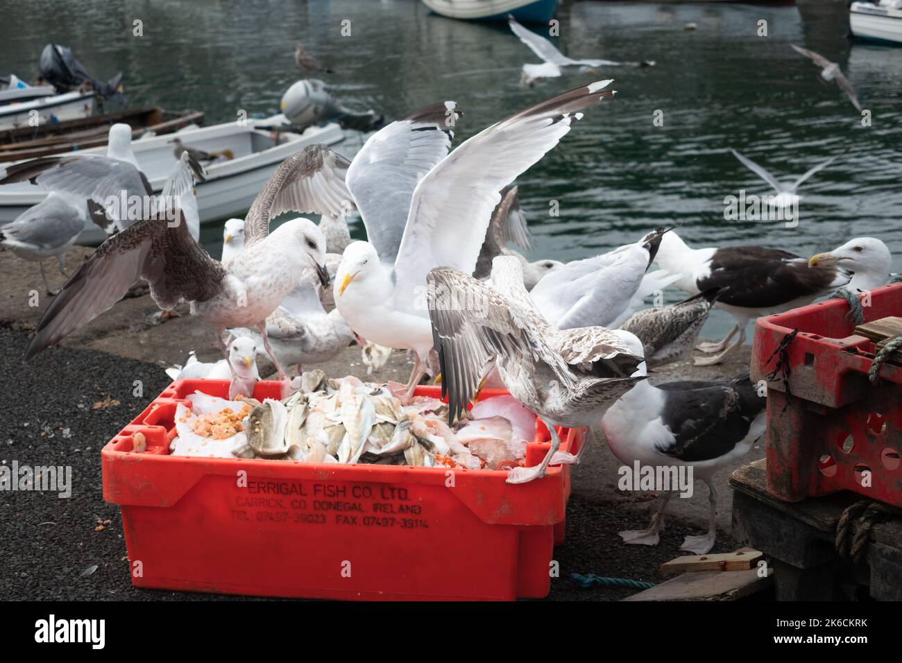 Gabbiani che massaggiano e si nutrono di scarti di pesce a Bulloch Harbour Dalkey vicino Dublino Irlanda Foto Stock