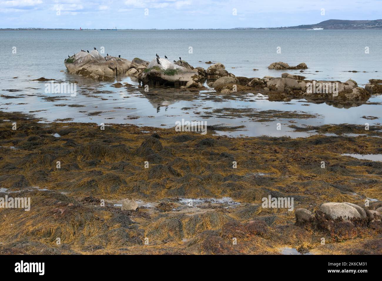 Cormoran si affollano su rocce offshore nel mare irlandese nella baia di Dublino vicino Seapoint Beach Irlanda Foto Stock