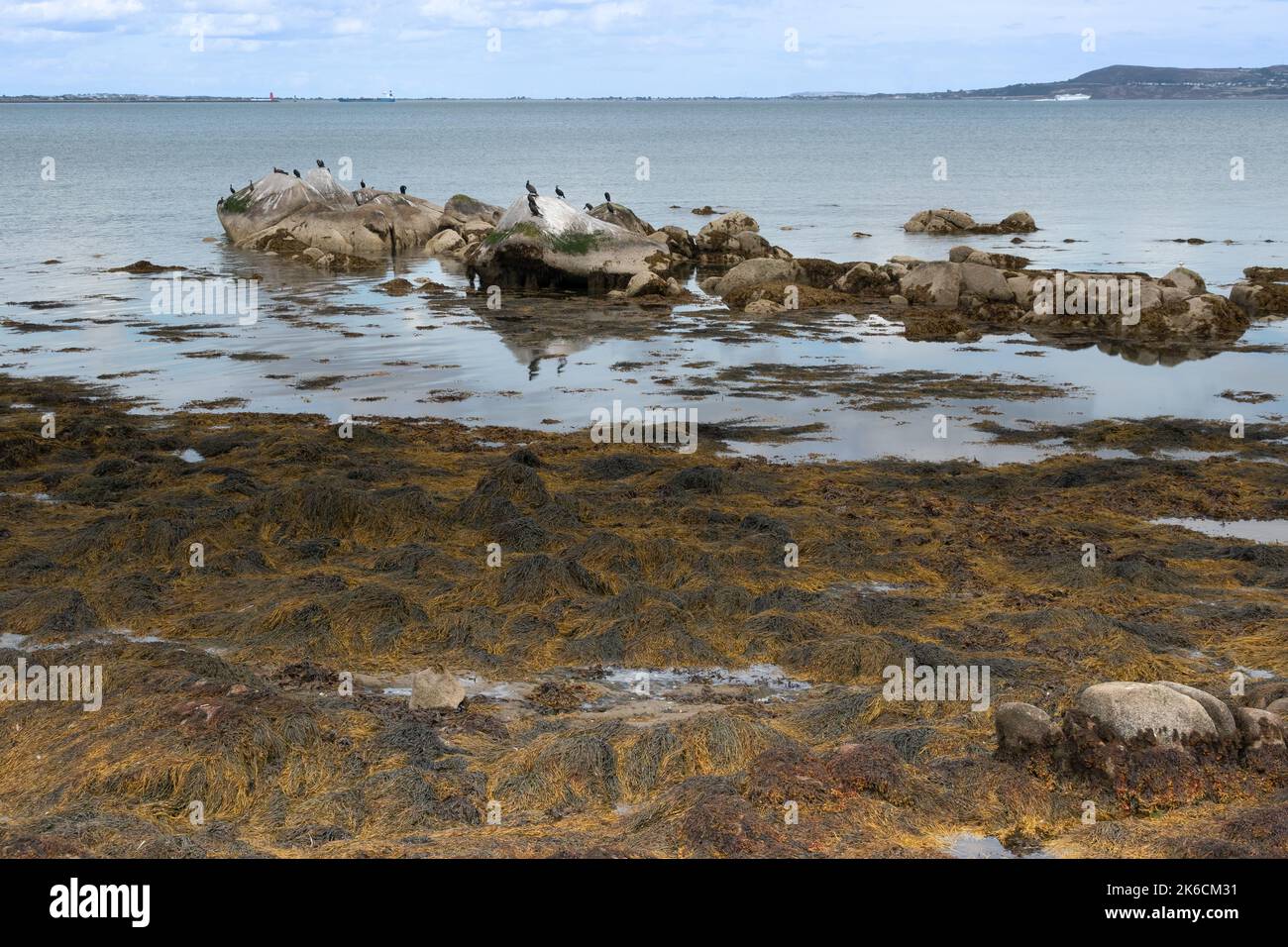 Cormoran si affollano su rocce offshore nel mare irlandese nella baia di Dublino vicino Seapoint Beach Irlanda Foto Stock