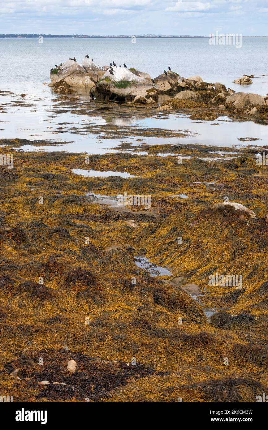 Cormoran si affollano su rocce offshore nel mare irlandese nella baia di Dublino vicino Seapoint Beach Irlanda Foto Stock