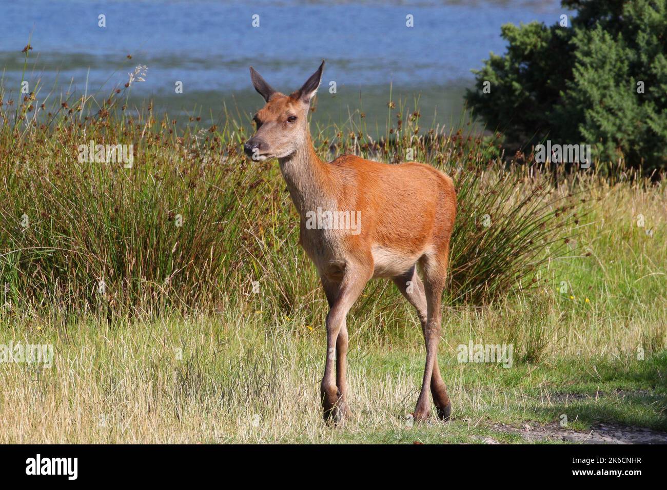 Vitello da cervo rosso a piedi sulla riva della baia di Lochranza, Arran, Isola di Arran, Bute, Buteshire, Scozia, Regno Unito, Gran Bretagna Foto Stock