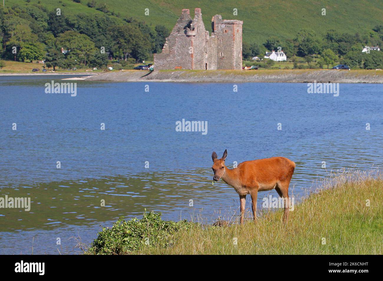 Vitello da cervo rosso di fronte al castello di Lochranza, baia di Lochranza, Arran, isola di Arran, Bute, Buteshire, Scozia, Regno Unito, Gran Bretagna Foto Stock