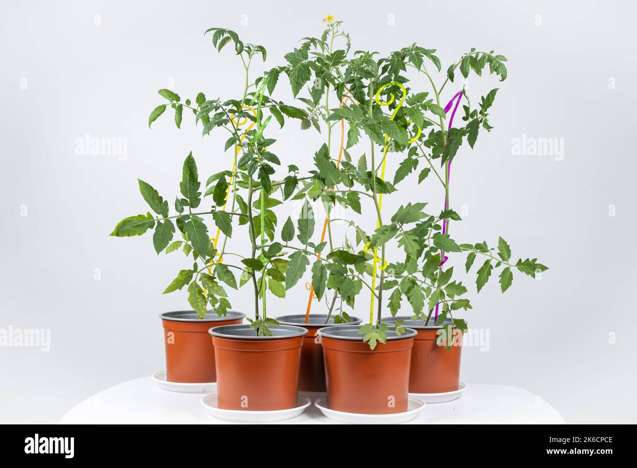 Pomodori crescenti da semi, passo per passo. Fase 11 - avambracci per sostenere i germogli. Foto Stock