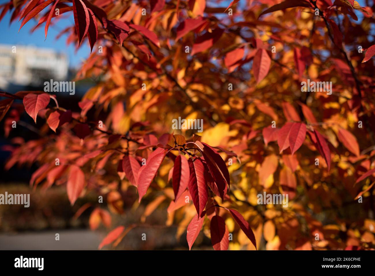Fotografia in primo piano di foglie autunnali dorate e rosse alla luce del sole. Foto Stock