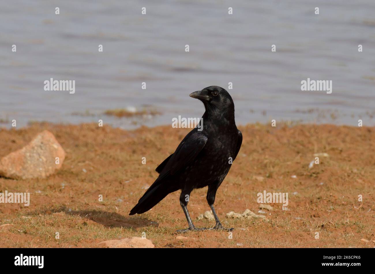 American Crow, Corvus brachyrhynchos Foto Stock