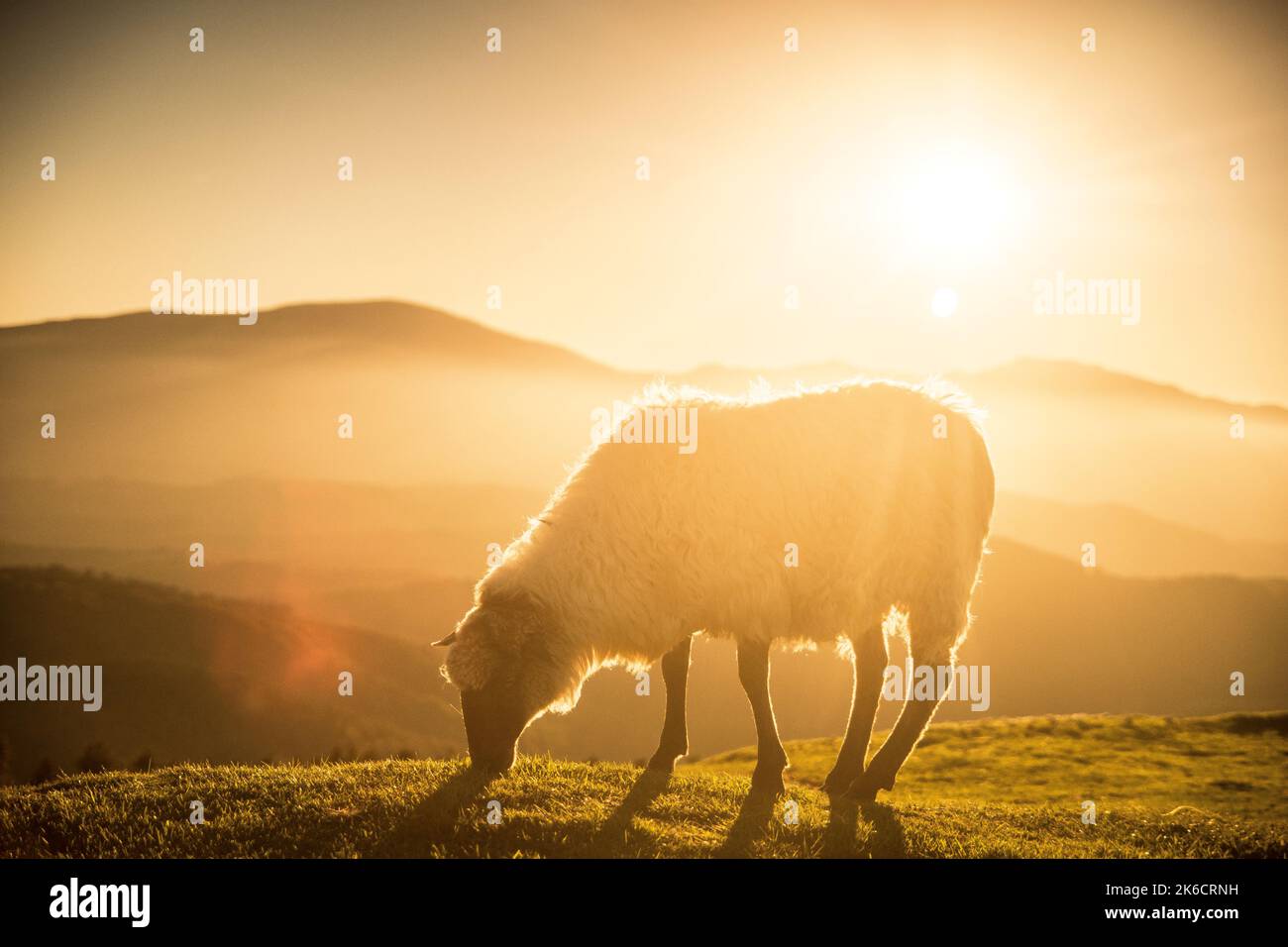 pecore che mangiano erba in montagna al tramonto Foto Stock