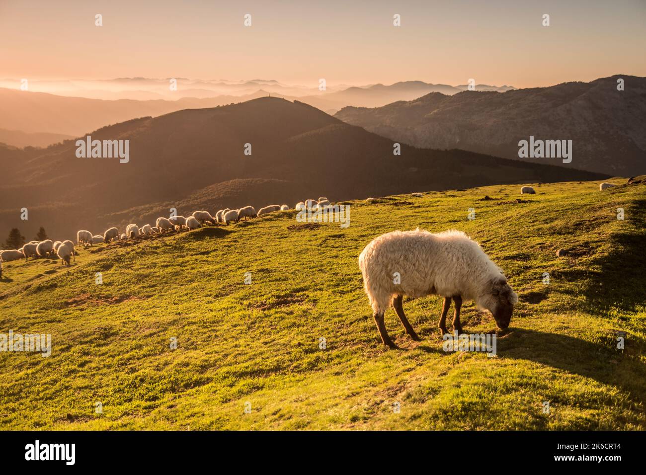 pecore che mangiano erba in montagna al tramonto Foto Stock
