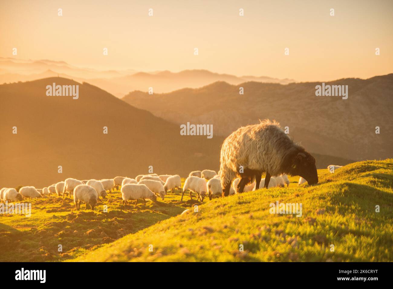 pecore mangiare erba in montagna al tramonto Foto Stock