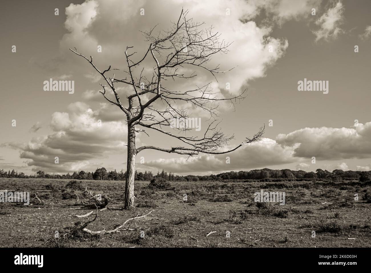 Scheletro di un albero morto in bianco e nero Foto Stock