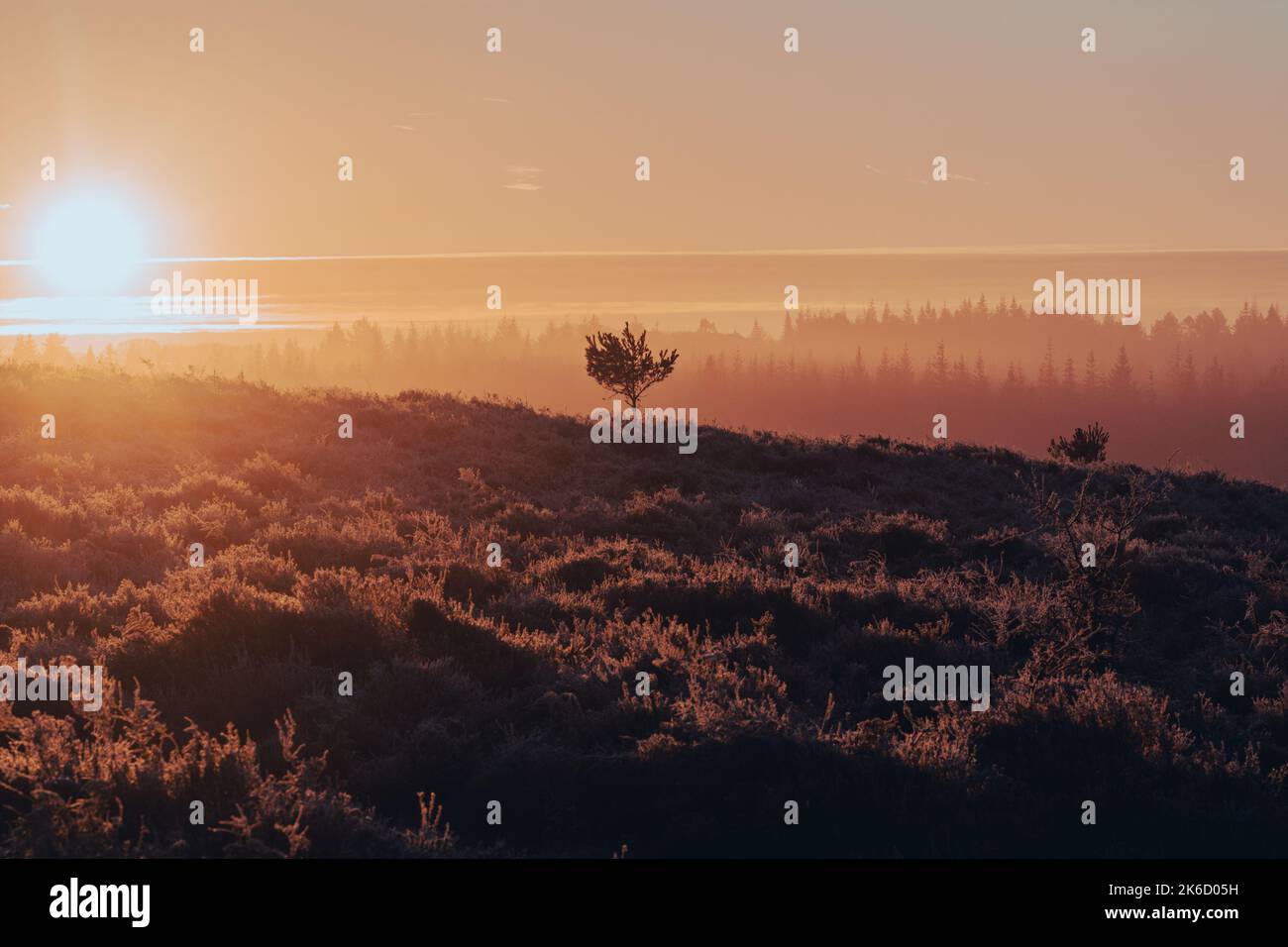Alba con l'albero solitario nel paesaggio della New Forest, Hampshire, Regno Unito, gennaio Foto Stock