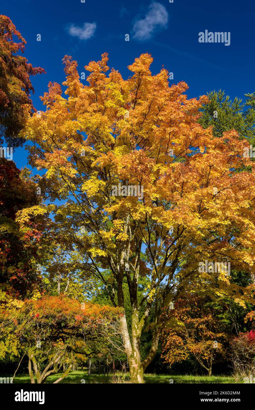 Alberi che mostrano bei colori autunnali (autunnali) in una giornata di sole. Foto Stock