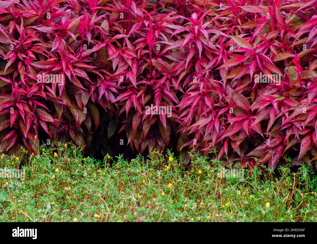 I modelli delle foglie delle piante del giardino sono contrastati ai giardini di Cantigny nella contea di DuPage, Illinois Foto Stock