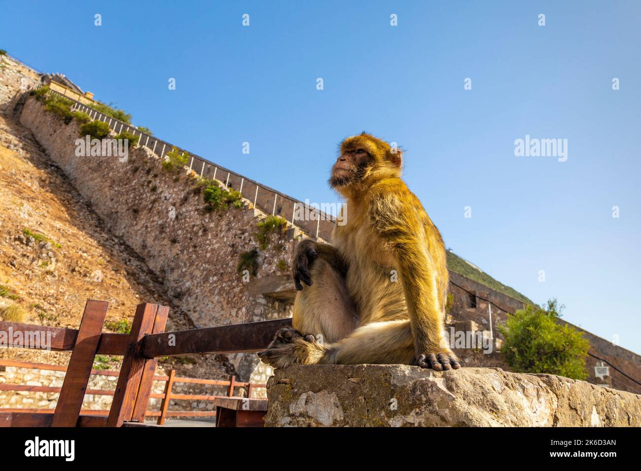 Scimmia Barbary Macaque alle scale del muro di Carlo V, Riserva Naturale di Upper Rock, Gibilterra Foto Stock